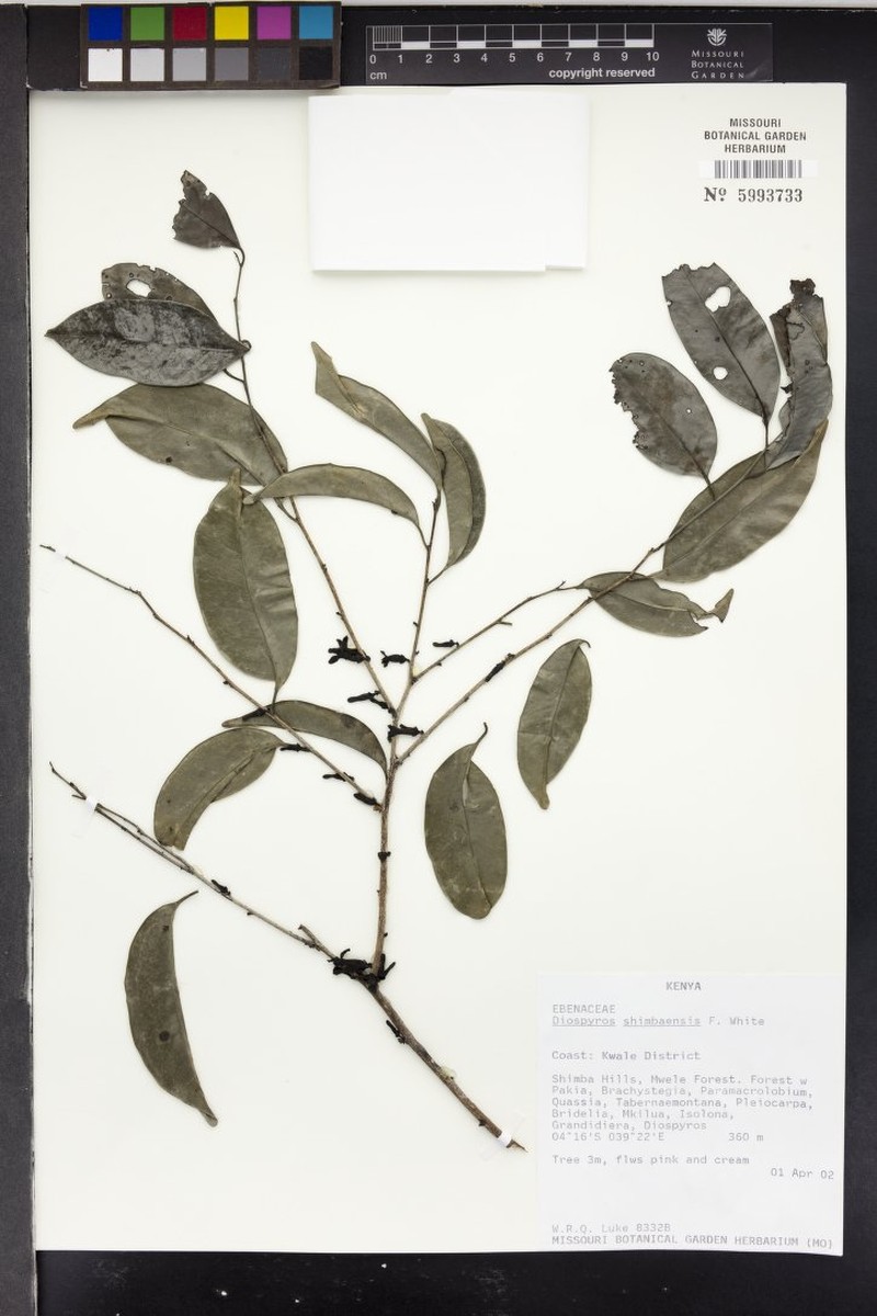 Diospyros shimbaensis photo 4