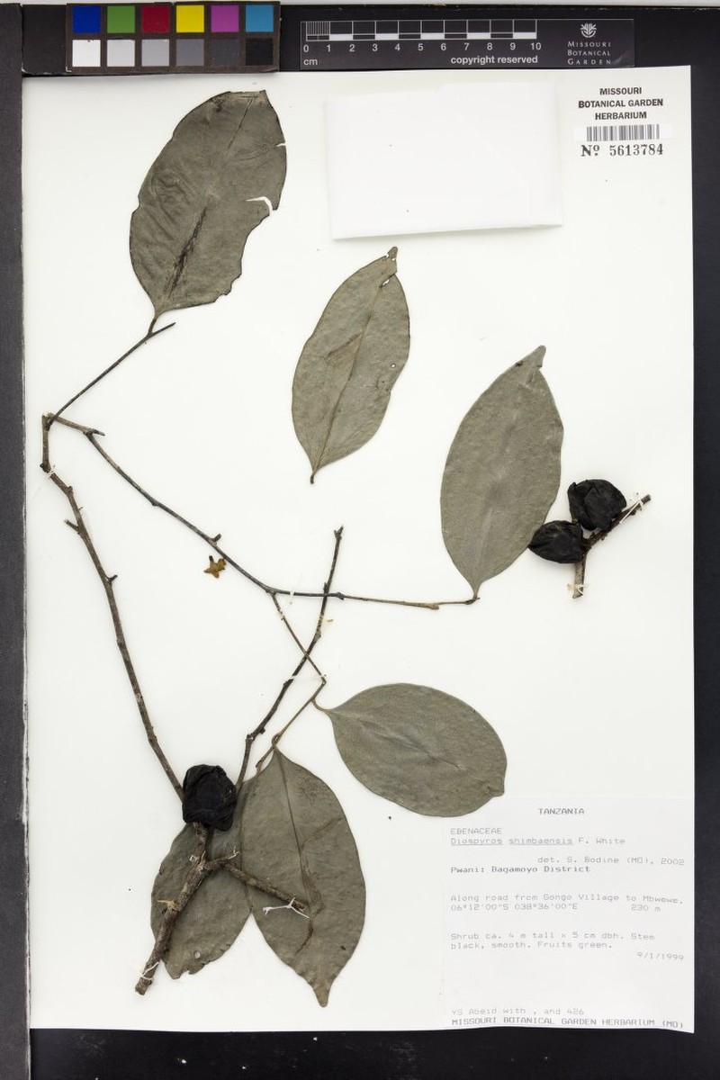 Diospyros shimbaensis photo 5