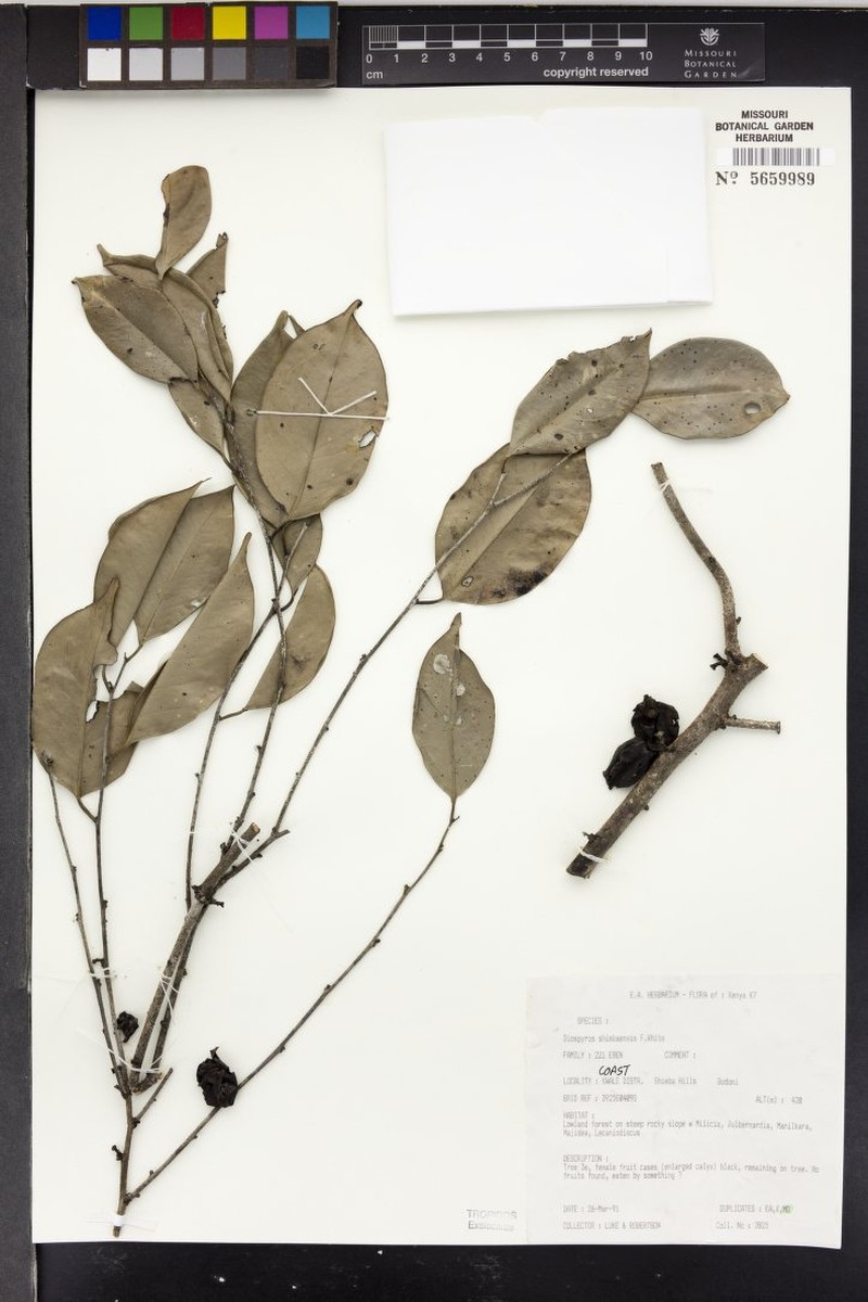 Diospyros shimbaensis photo 6