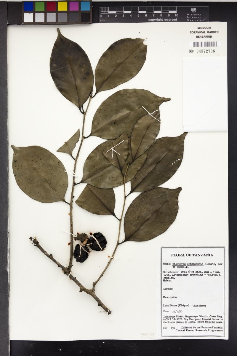 Diospyros shimbaensis photo 7