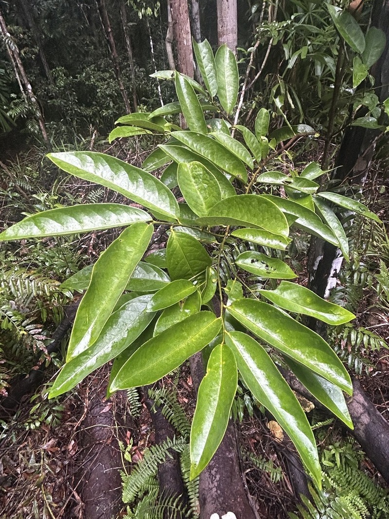 Diospyros siamang