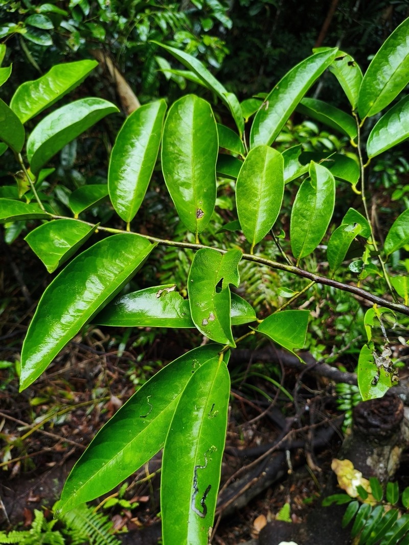 Diospyros siamang photo 4