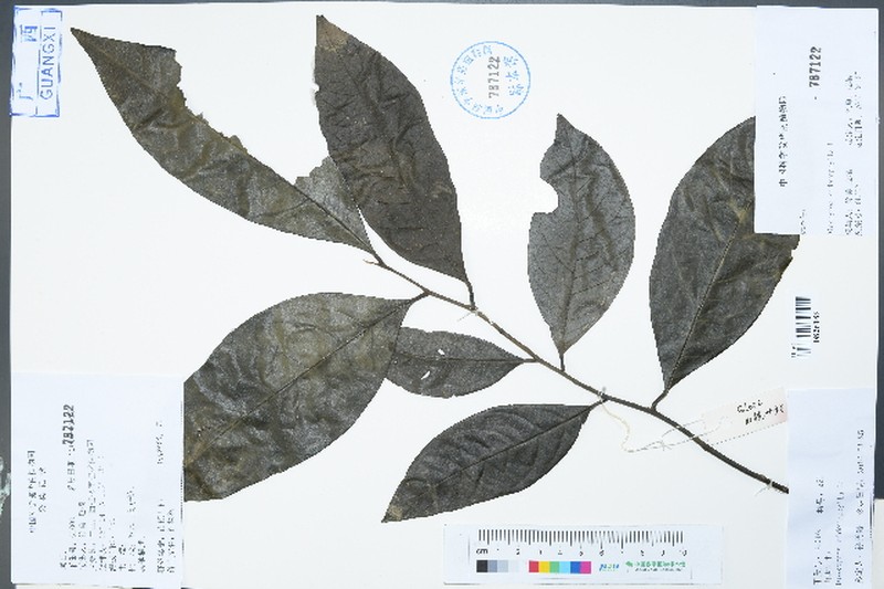 Diospyros siderophylla