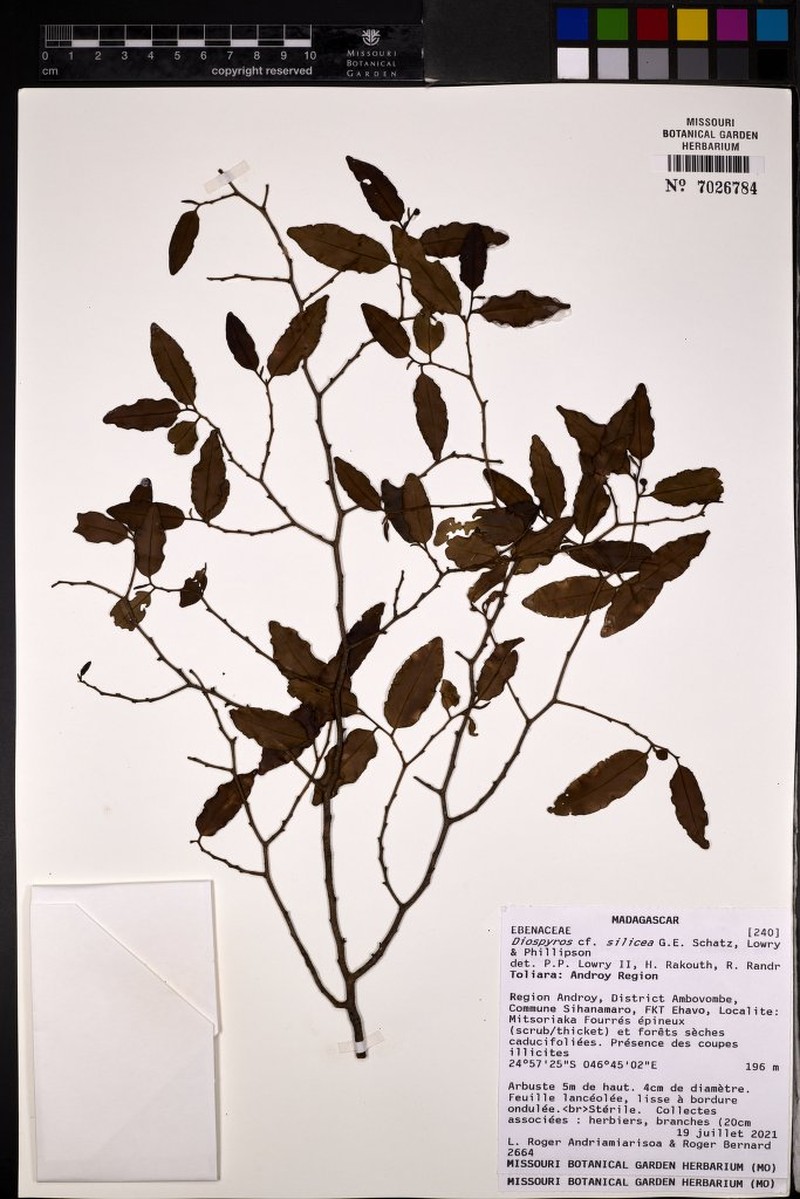 Diospyros silicea
