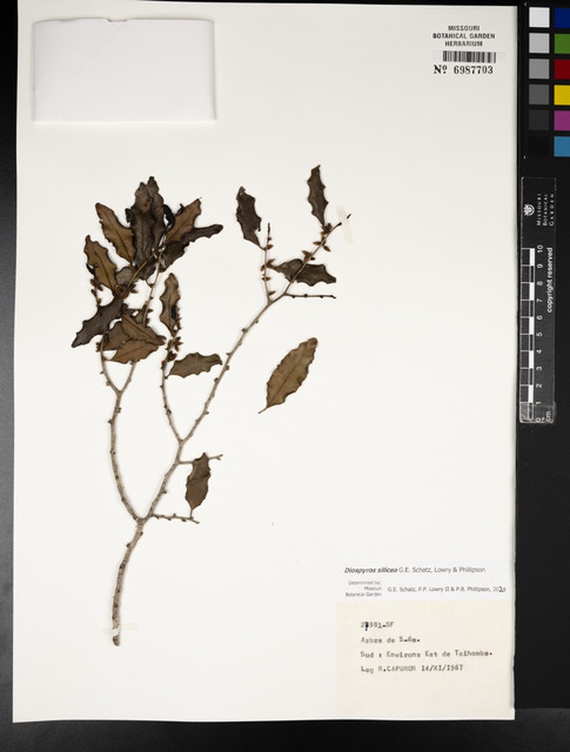 Diospyros silicea photo 2