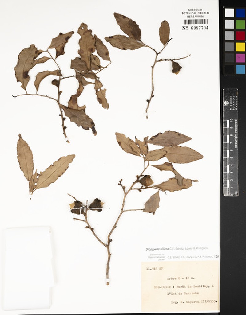 Diospyros silicea photo 3