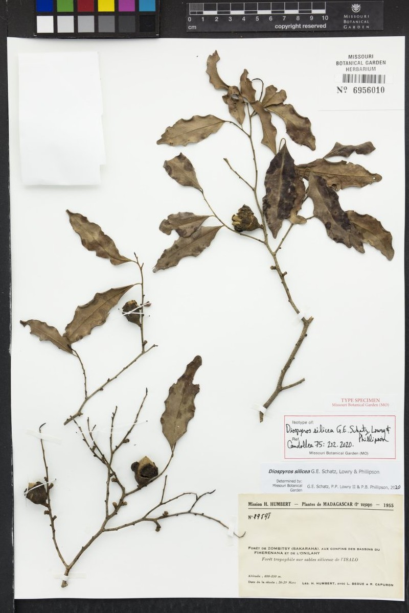 Diospyros silicea photo 4