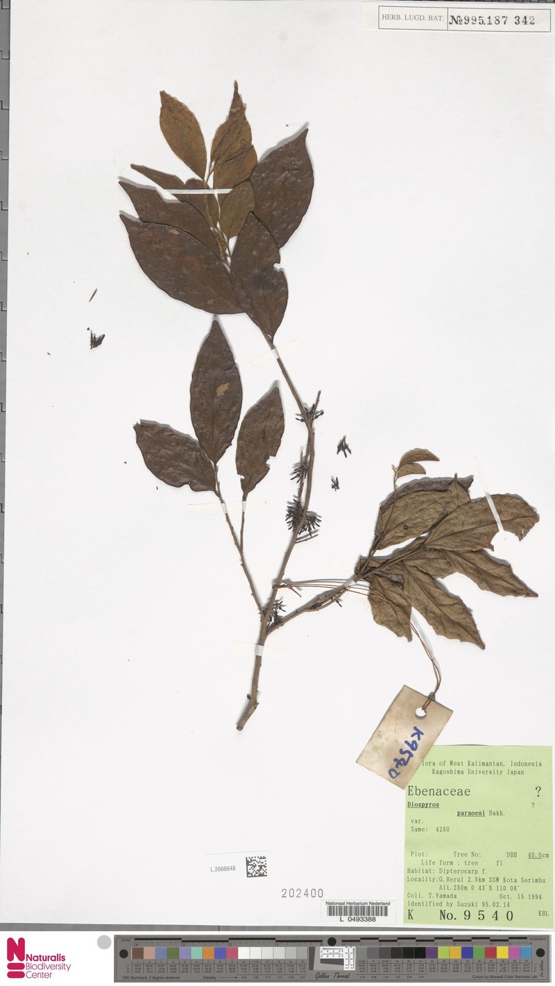 Diospyros simaloerensis