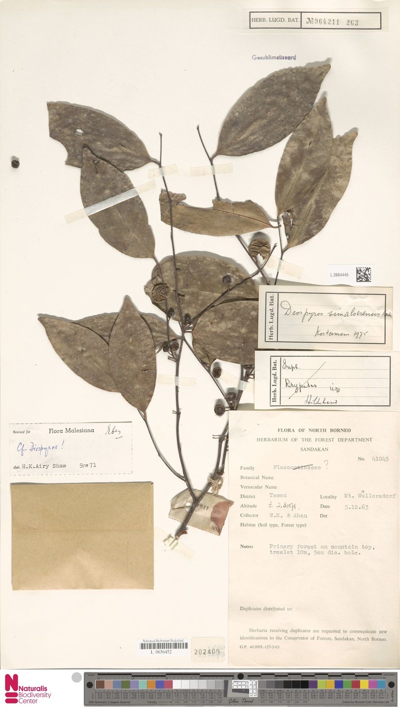 Diospyros simaloerensis photo 2