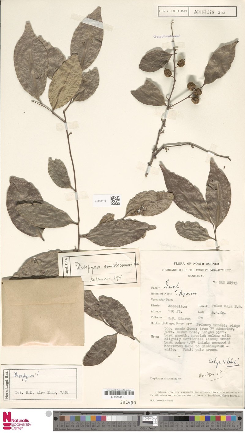 Diospyros simaloerensis photo 3