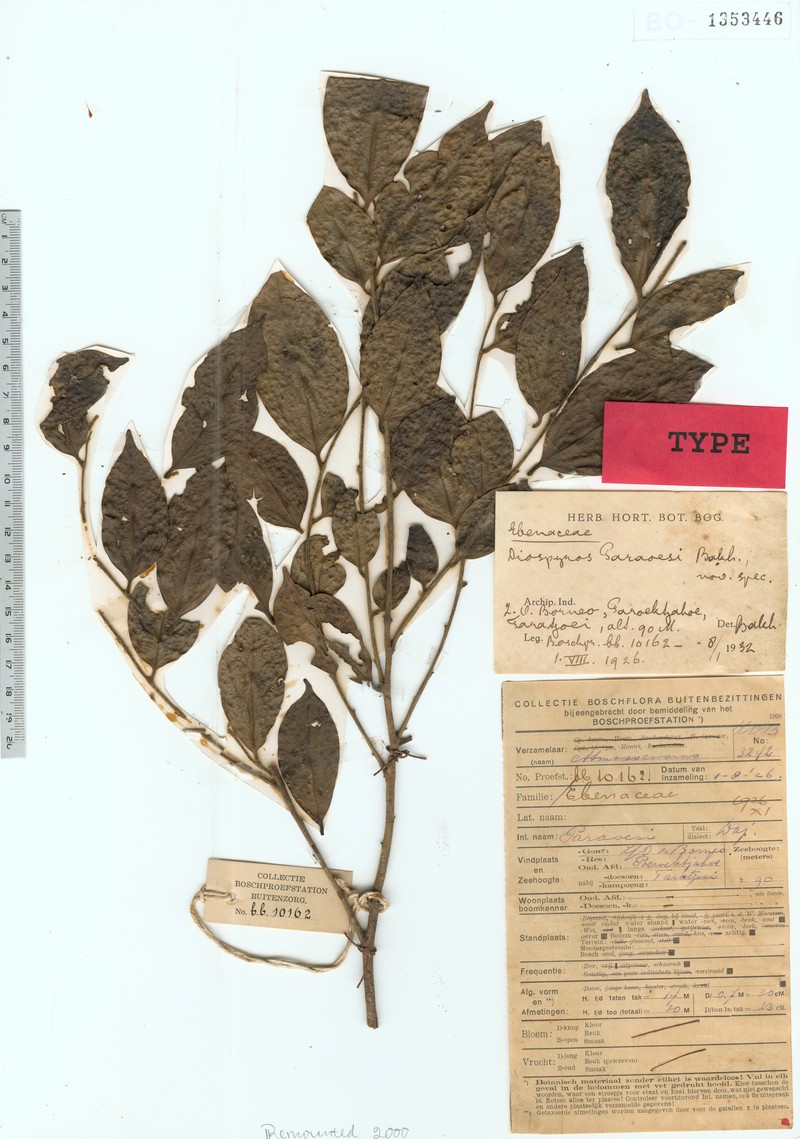 Diospyros simaloerensis photo 4