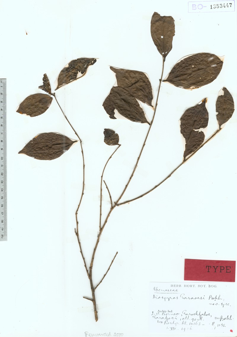 Diospyros simaloerensis photo 5