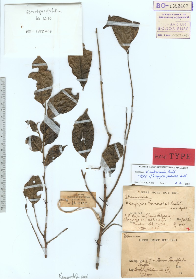 Diospyros simaloerensis photo 6