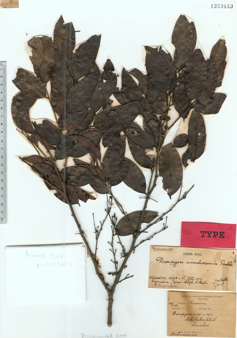 Diospyros simaloerensis photo 7