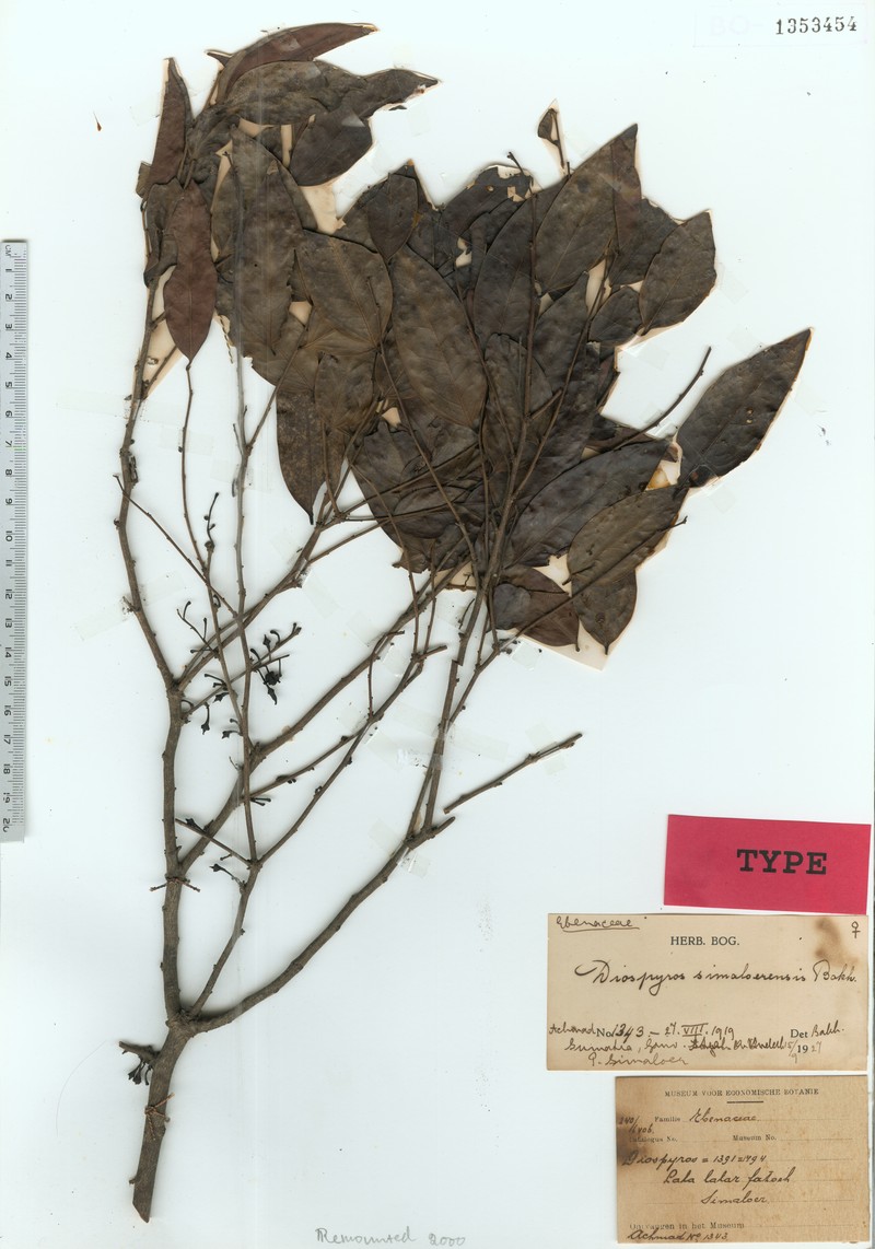 Diospyros simaloerensis photo 8