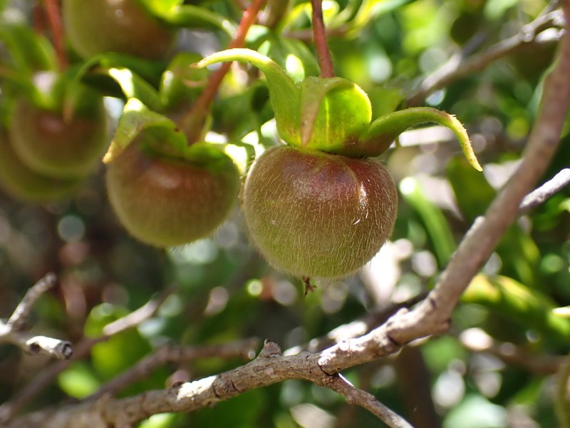 Diospyros simii