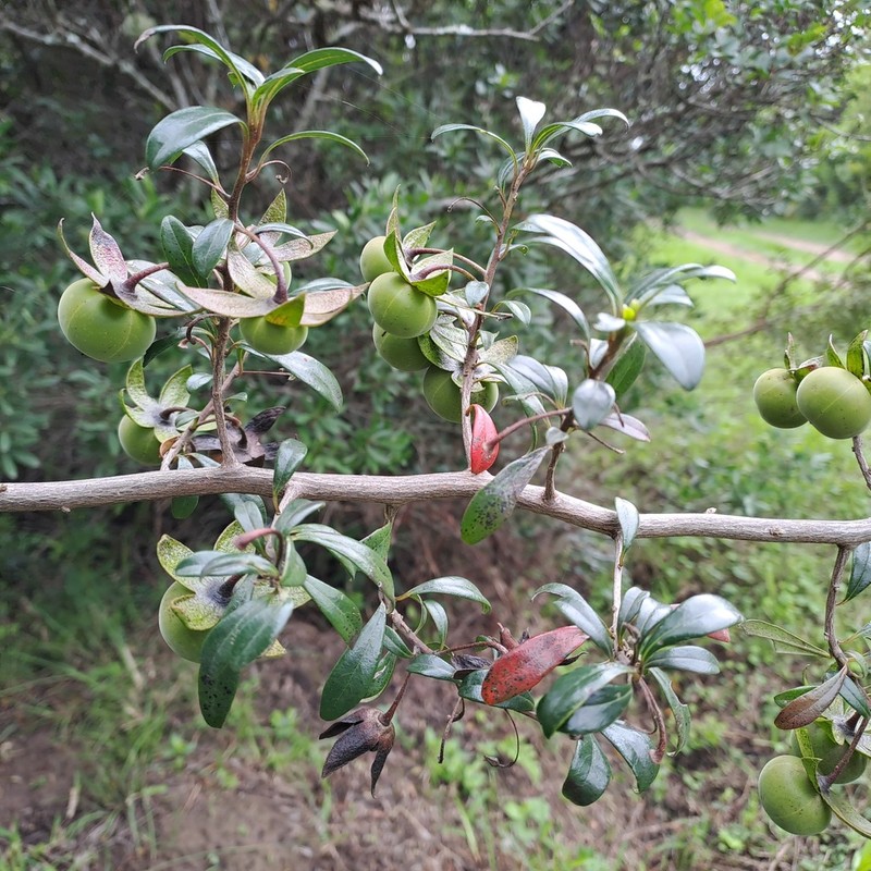 Diospyros simii photo 2