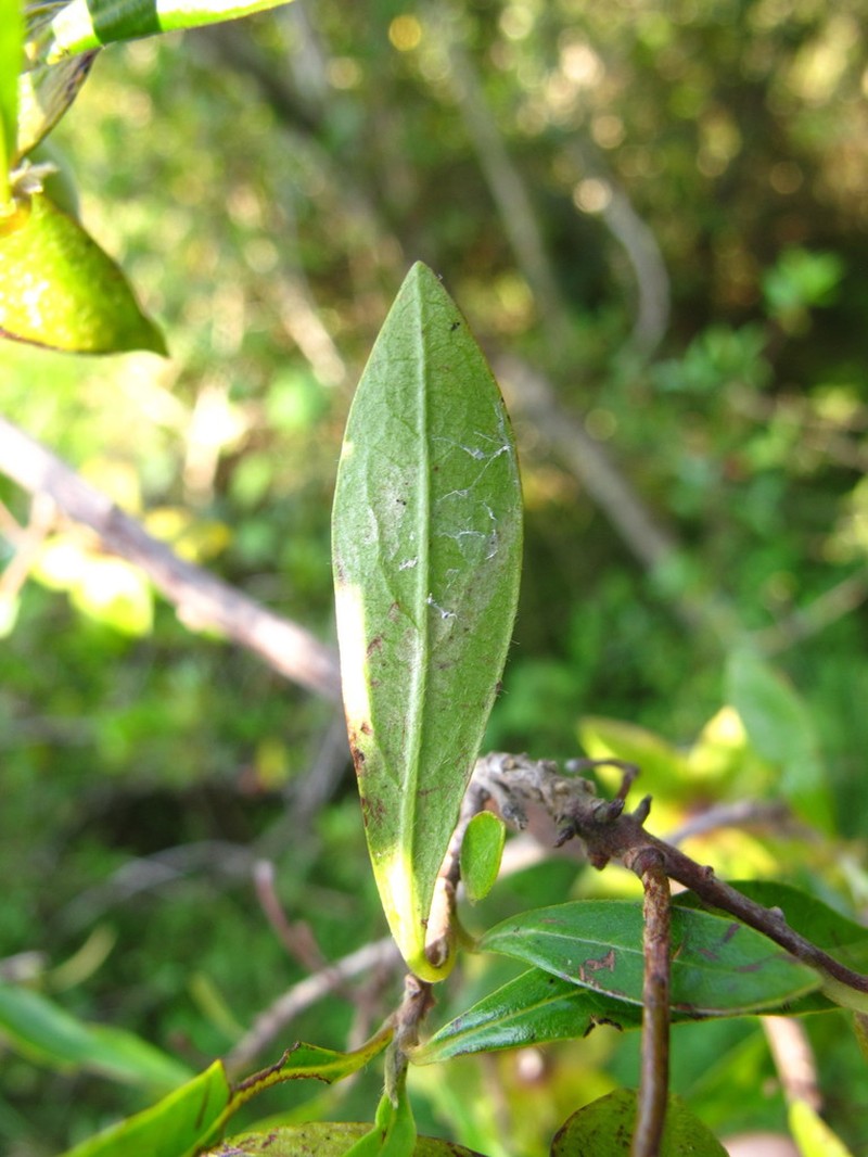 Diospyros simii photo 3