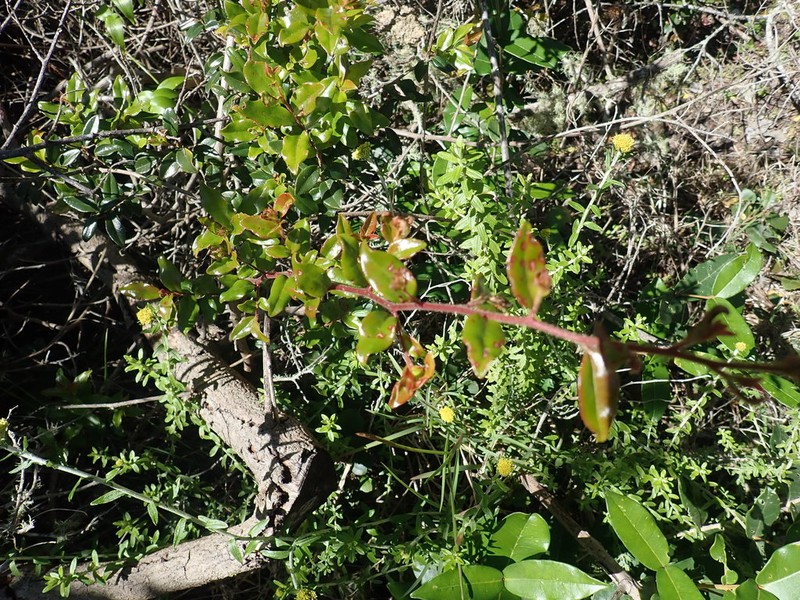 Diospyros simii photo 4