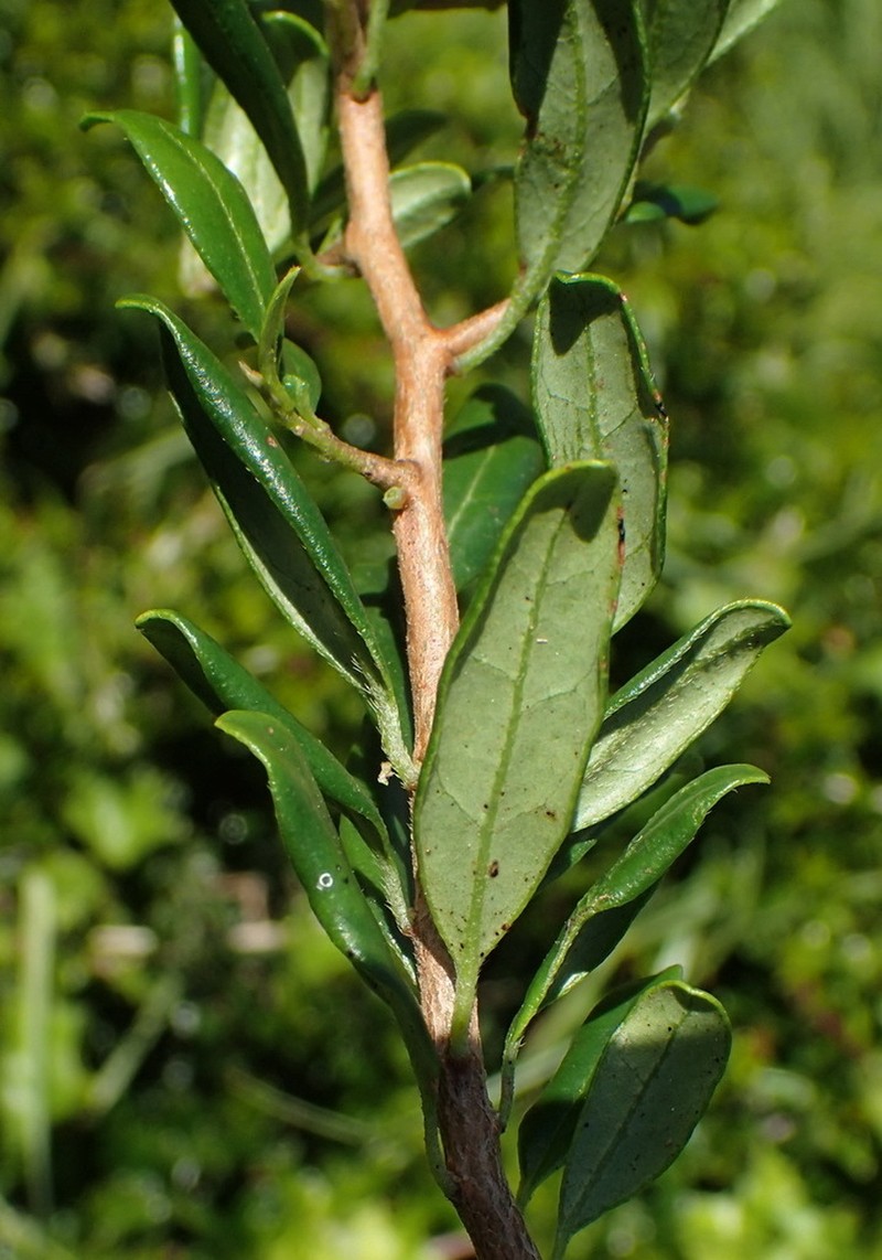 Diospyros simii photo 5