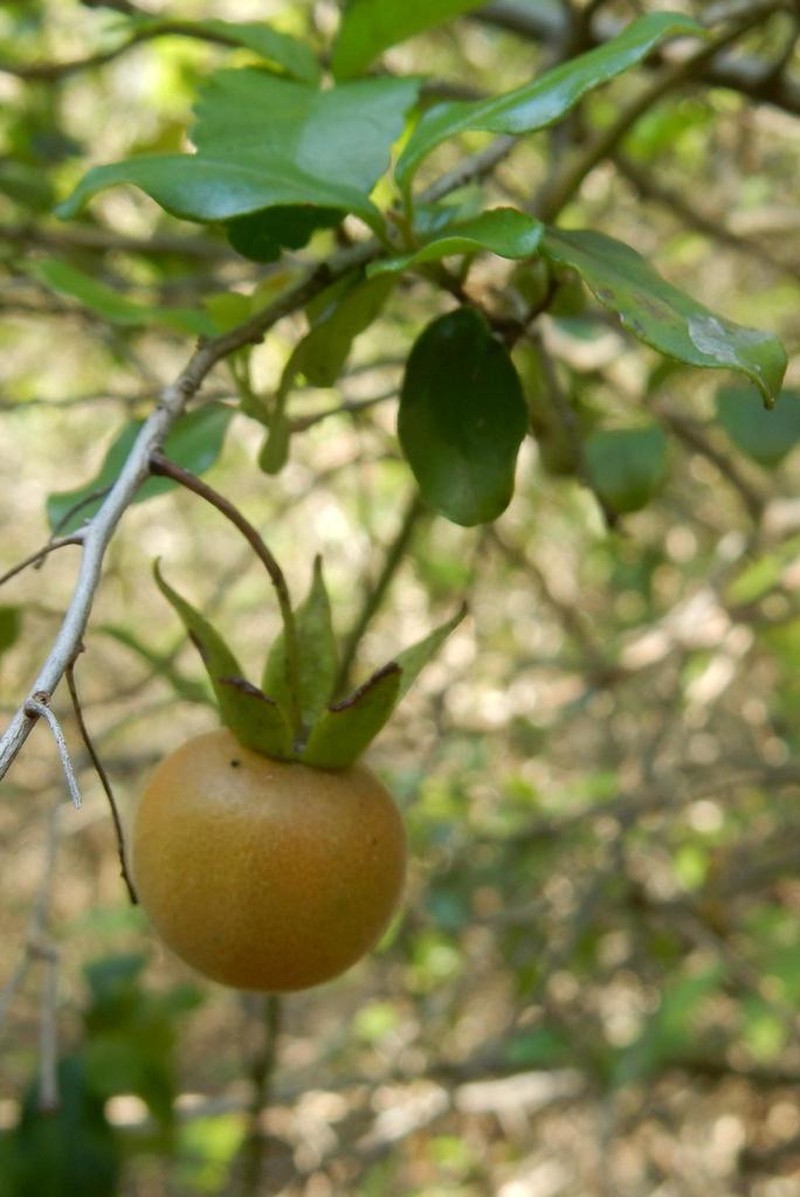 Diospyros simii photo 6