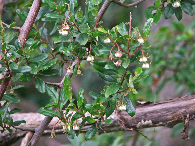 Diospyros simii photo 7