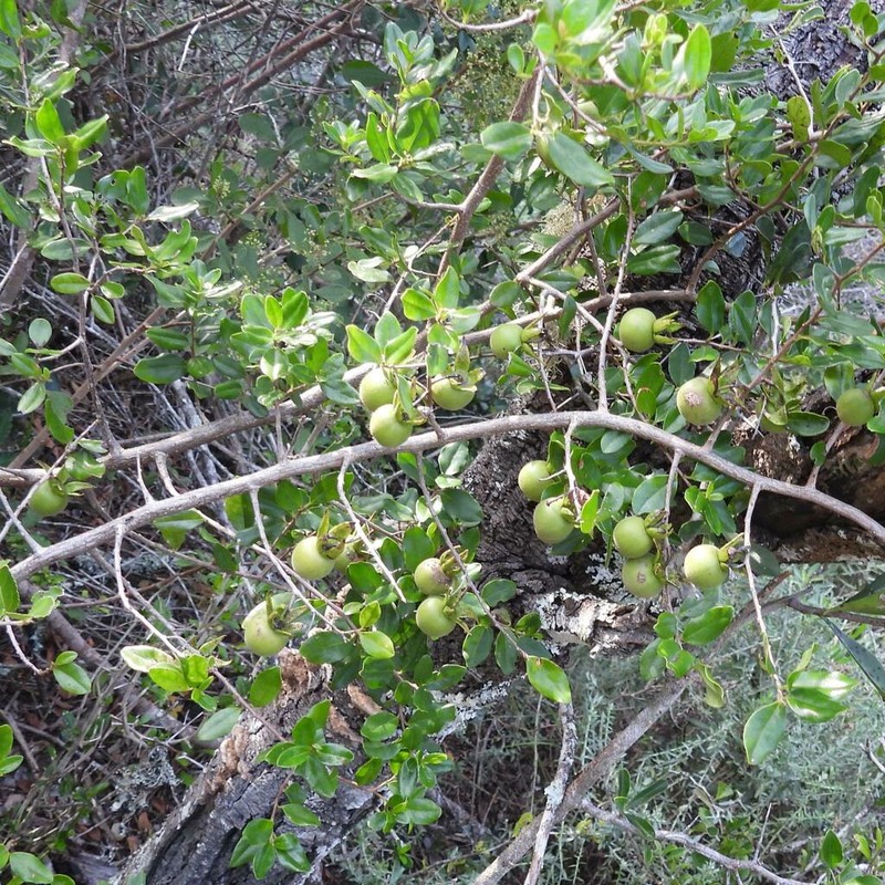 Diospyros simii photo 8