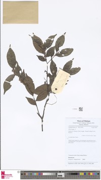 Diospyros singaporensis