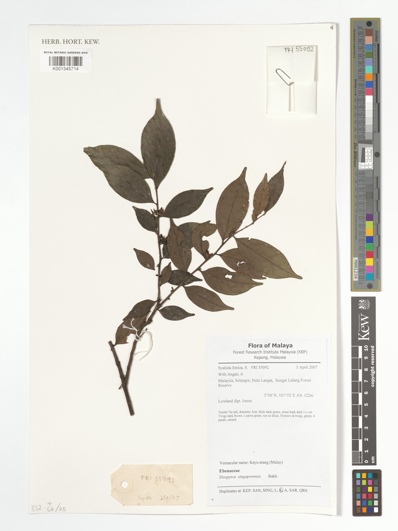 Diospyros singaporensis photo 2