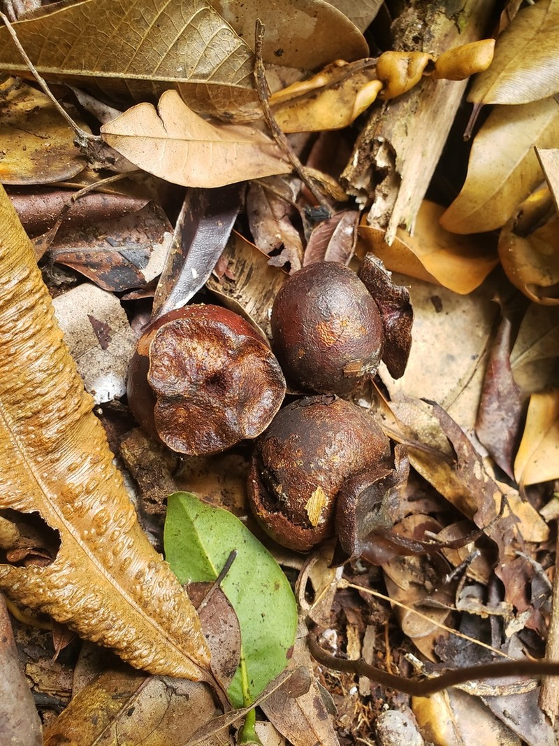 Chinese Persimmon photo 3
