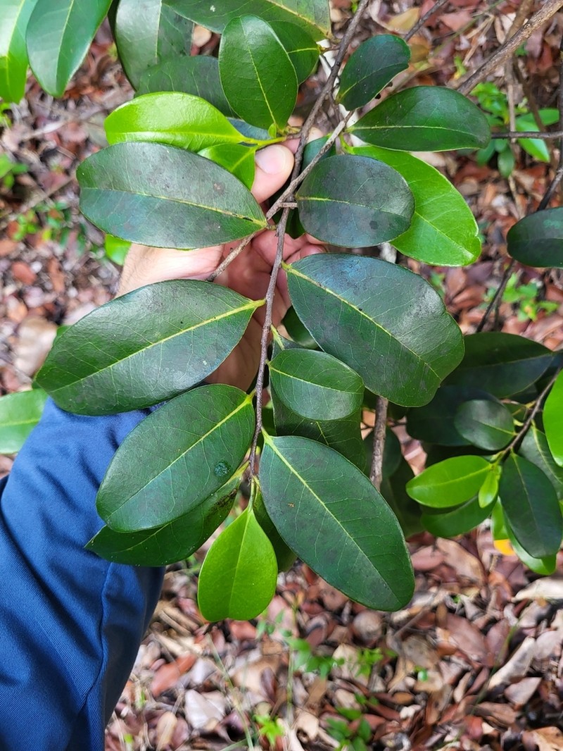 Chinese Persimmon photo 4