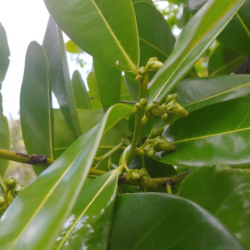 Chinese Persimmon photo 5