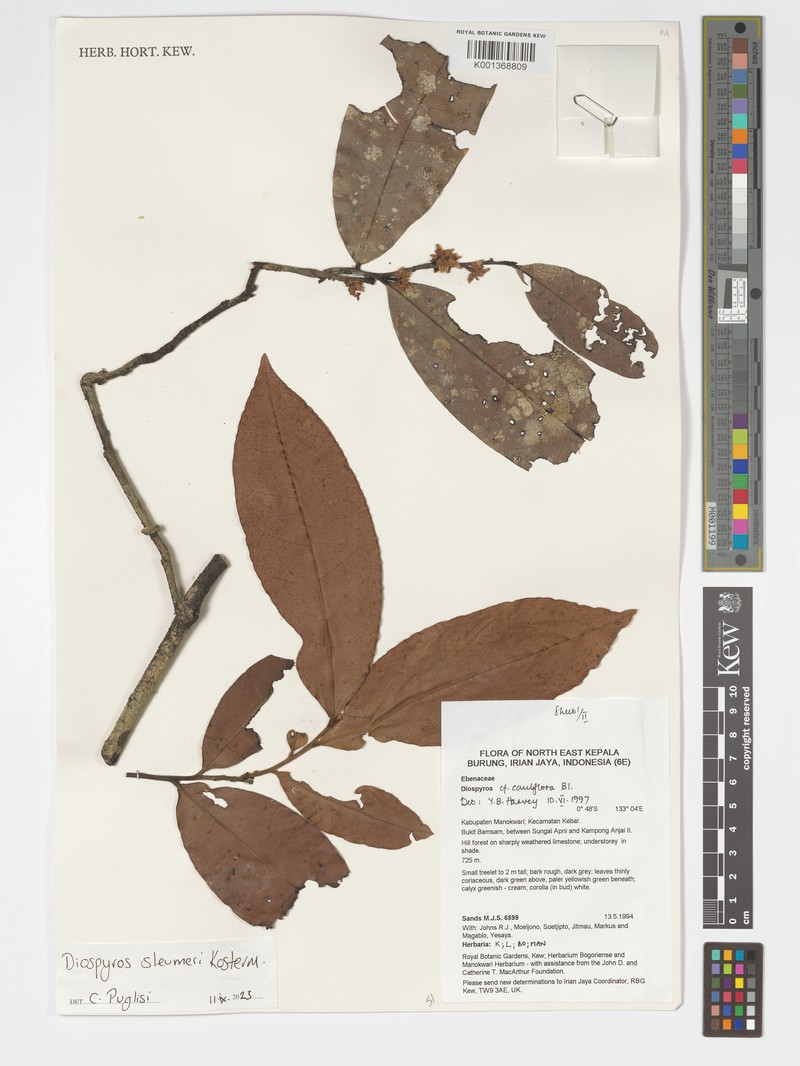 Diospyros sleumeri