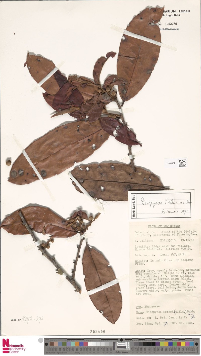 Diospyros sleumeri photo 2
