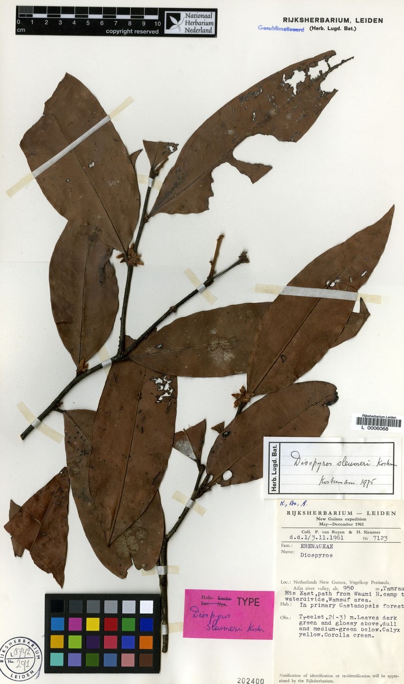 Diospyros sleumeri photo 3
