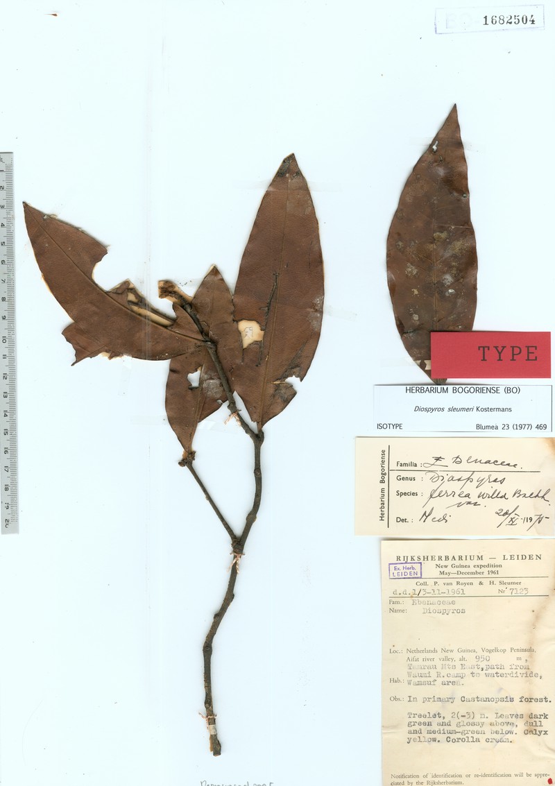 Diospyros sleumeri photo 4