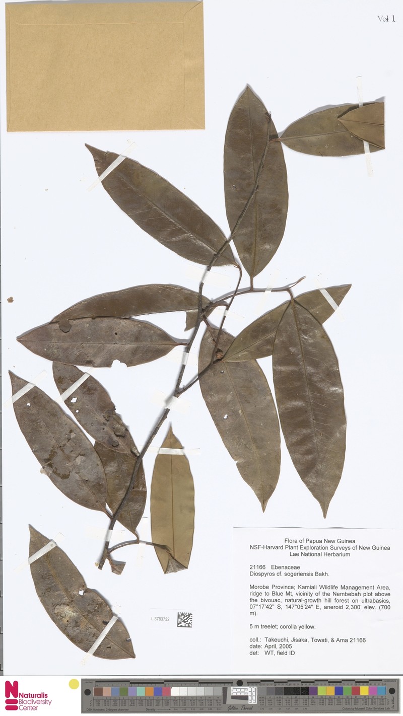 Diospyros sogeriensis