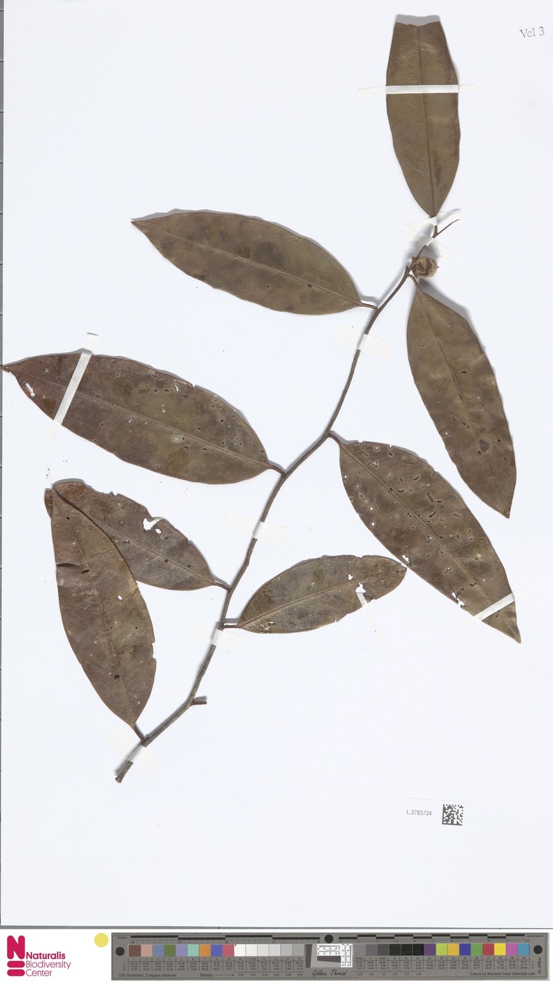 Diospyros sogeriensis photo 2