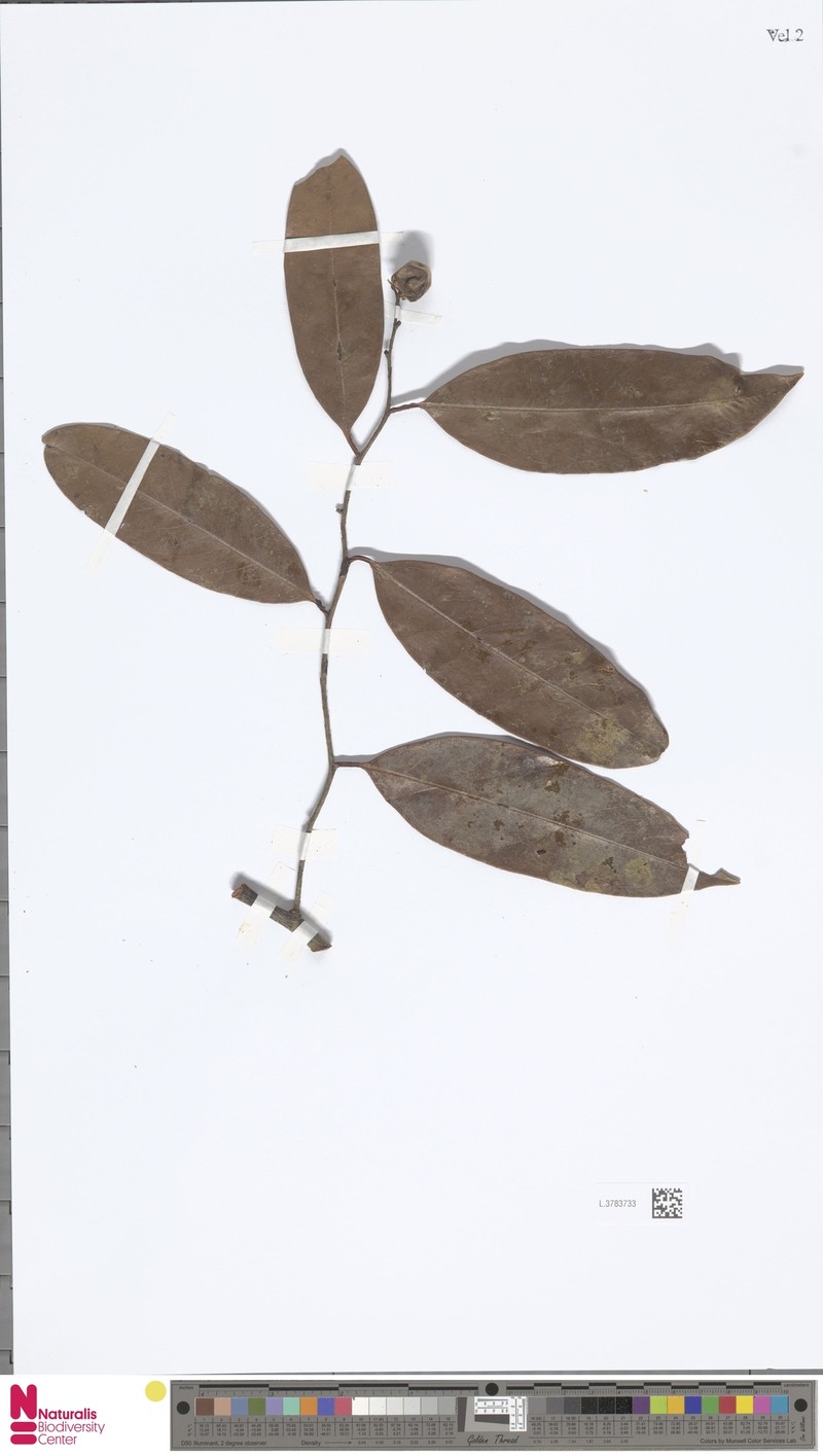 Diospyros sogeriensis photo 3