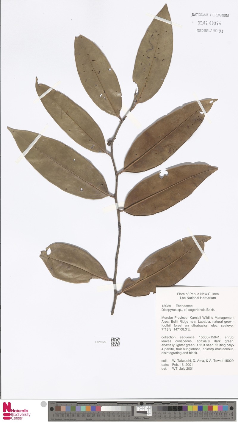 Diospyros sogeriensis photo 4