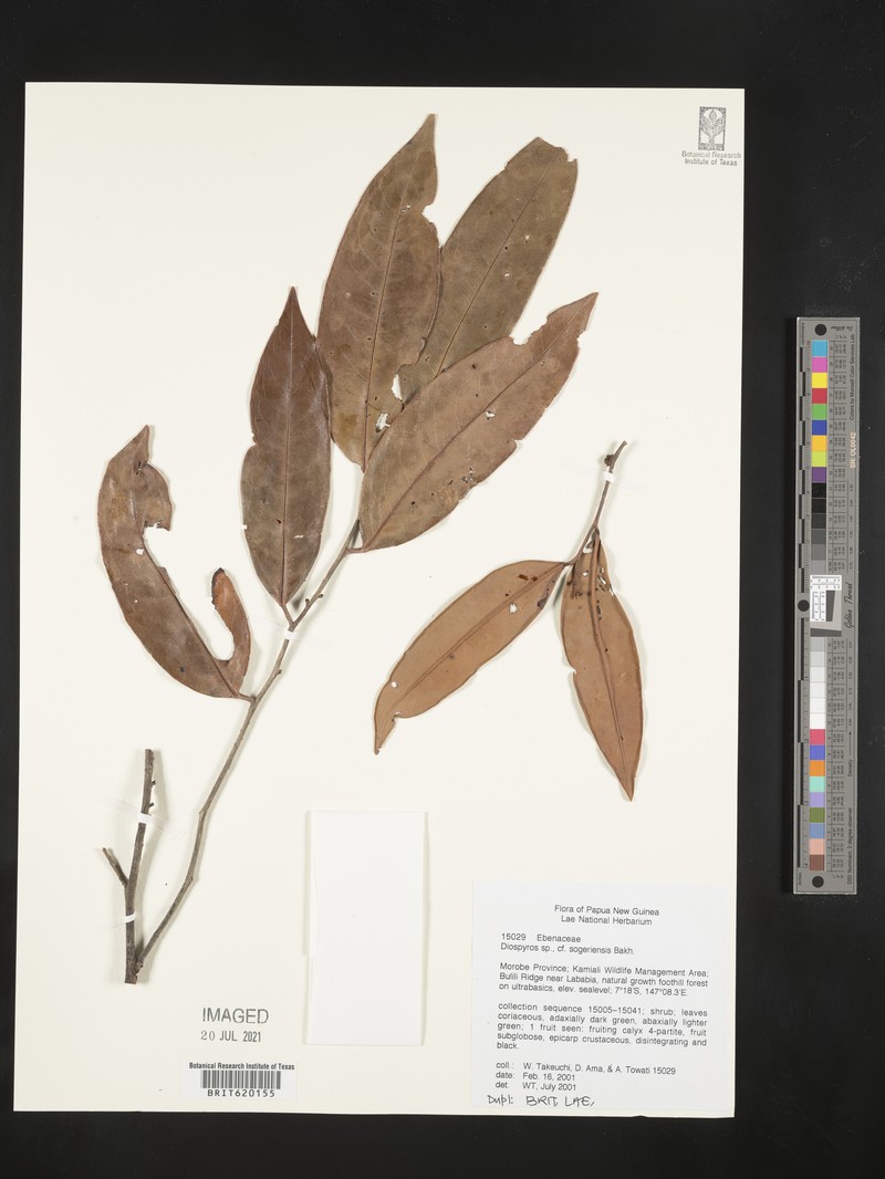 Diospyros sogeriensis photo 5