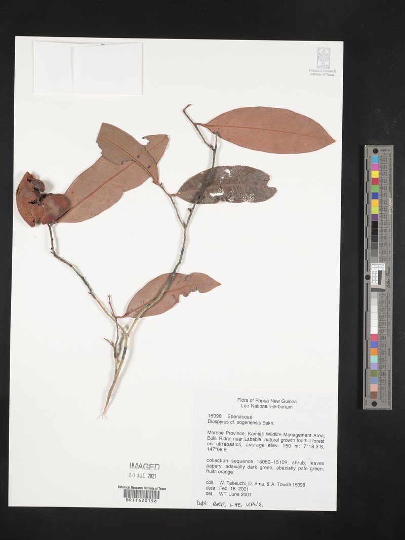 Diospyros sogeriensis photo 6