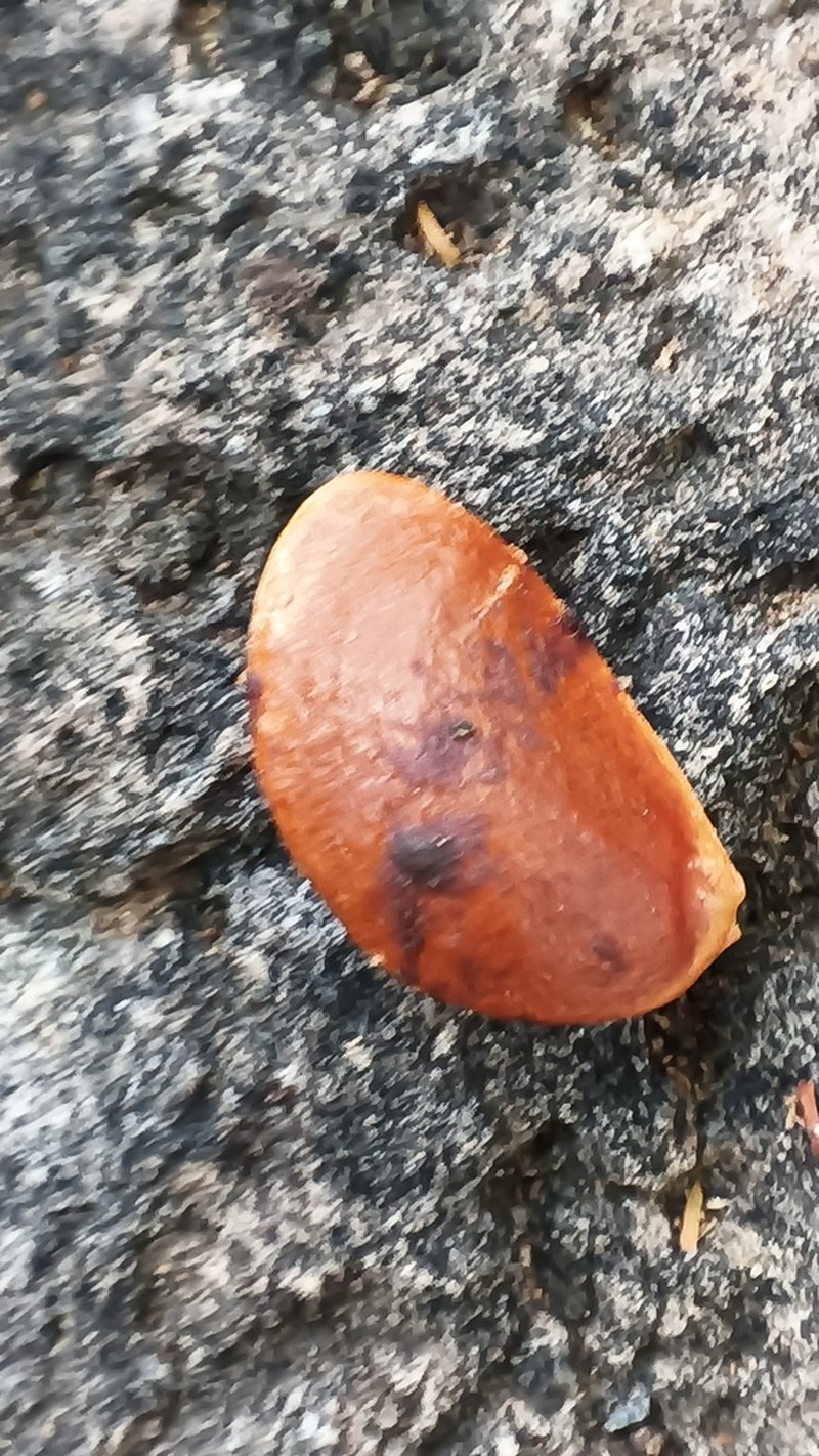 Diospyros sonorae