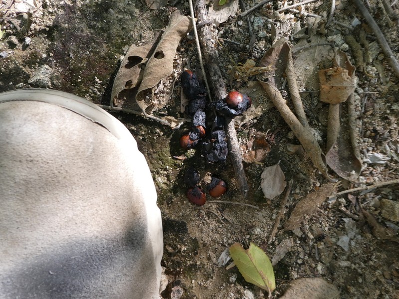 Diospyros sonorae photo 3