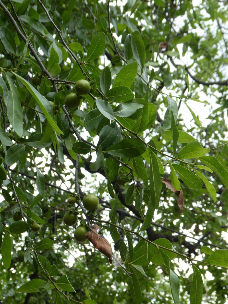 Diospyros sonorae photo 4