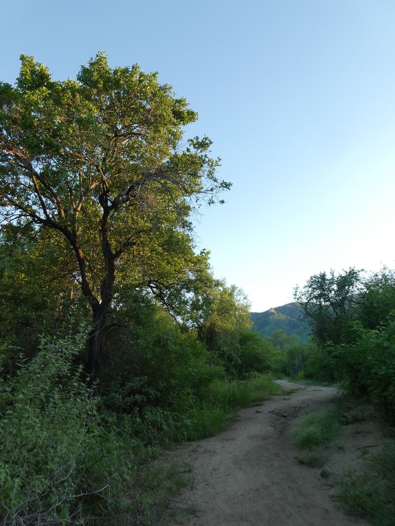 Diospyros sonorae photo 6