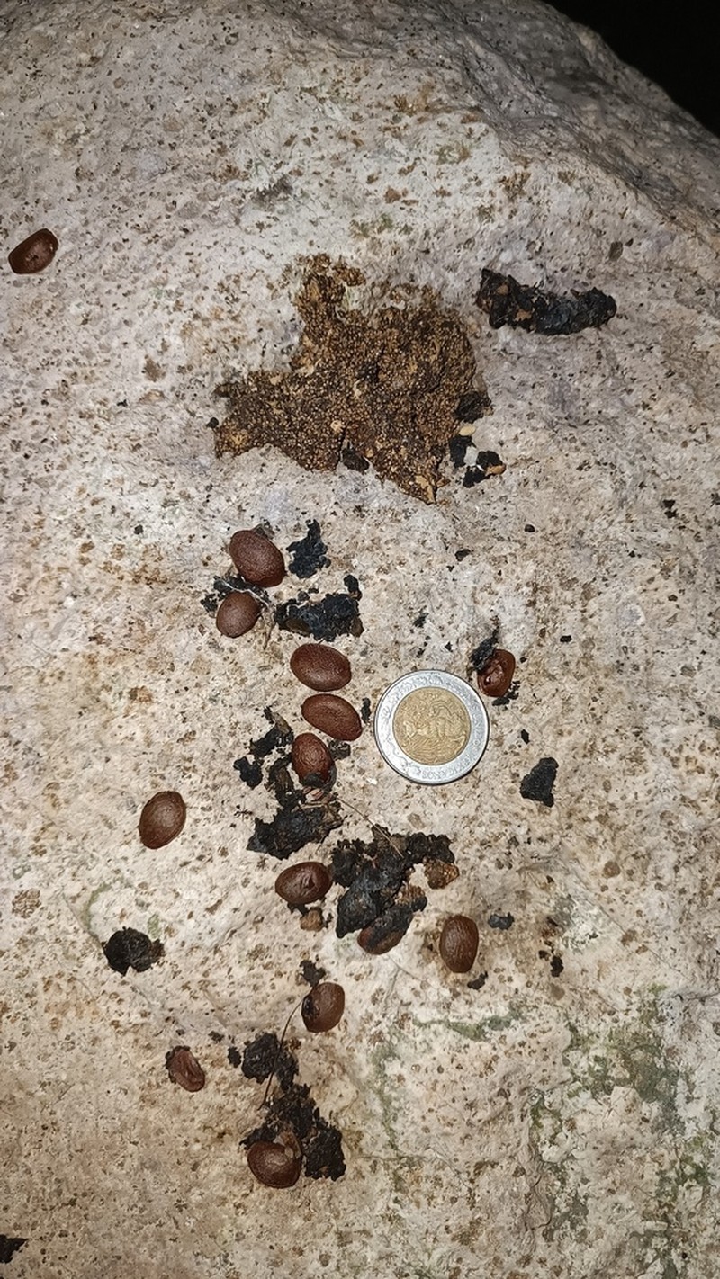 Diospyros sonorae photo 7