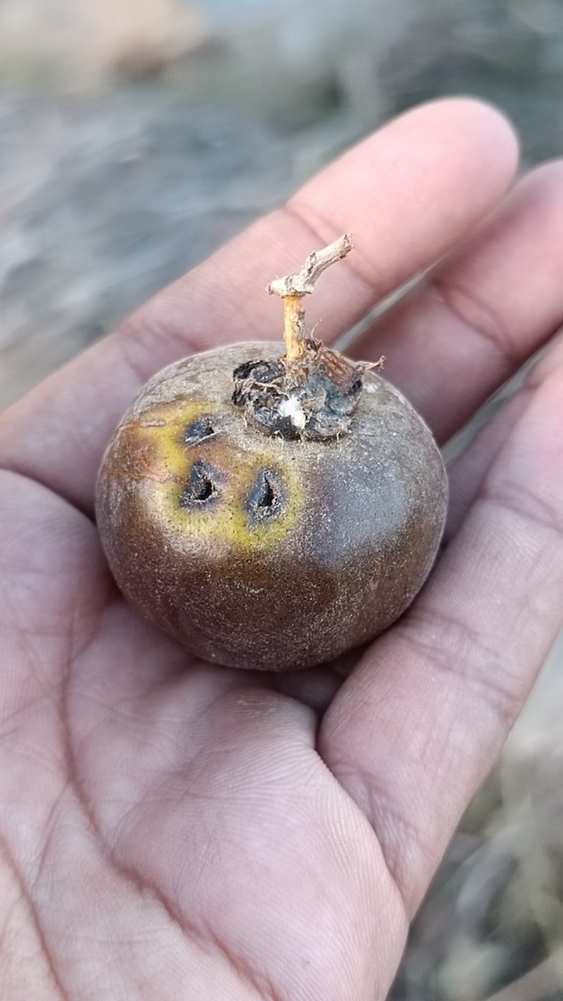 Diospyros sonorae photo 8
