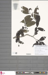 Diospyros soubreana