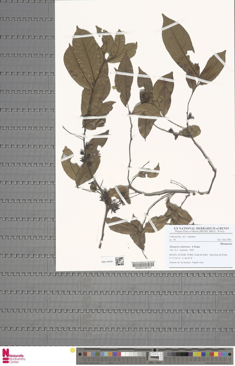 Diospyros soubreana photo 3